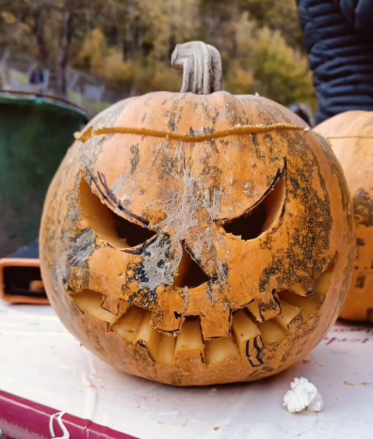 Vergangenes Wochenende fand bereits zum vierten Mal das Kürbisschnitzen am Klissenbauernhof statt. | Foto: VP-Purkersdorf