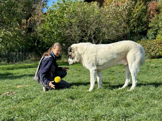 Der 65-Kilo-Riesenhund und die 55-Jährige verbringen nun ihre Zeit gemeinsam. | Foto: Migl