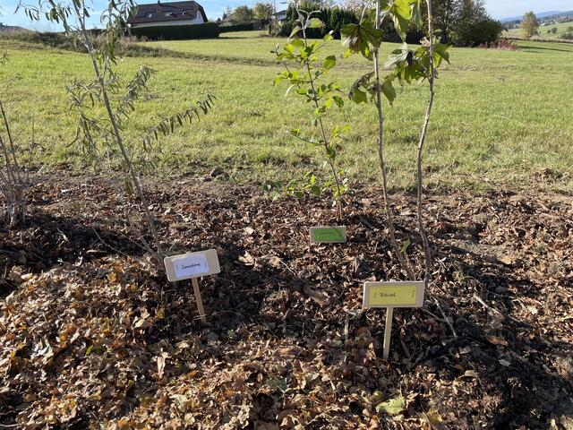 Foto: Vereins Generationengarten Ulrichsberg