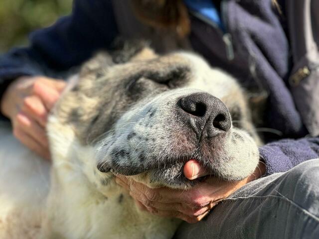 Sanfter Riese: Kuschelhund Simba bekommt im neuen Zuhause sichtlich genau das, was er braucht. | Foto: Migl