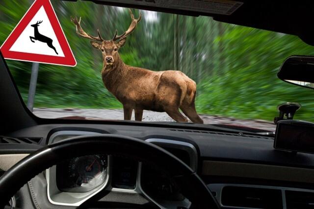 !Achtung Wild! | Foto: WKDA