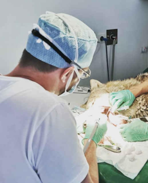 Ein Mann und ein Wolf | Foto: privat