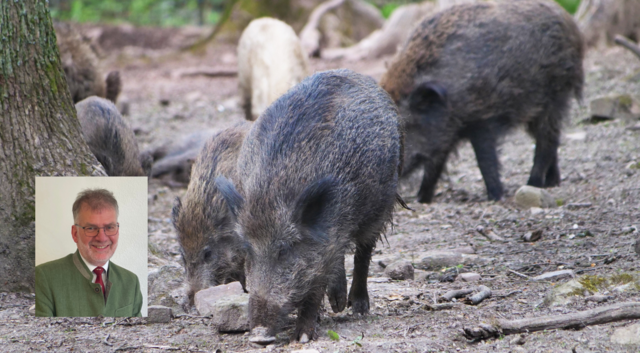 Der St. Veiter Bezirksjägermeister Alfons Kogler im Gespräch über die derzeitige Hochsaison der Jäger.  | Foto: MeinBezirk / stock.adobe.com/Martin