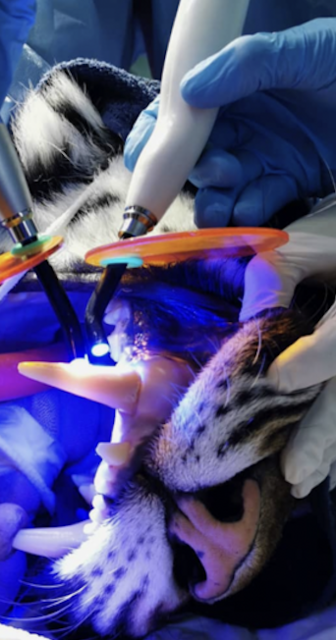 Diesem Tiger wurde eine Krone gebaut, weil ihm ein Eckzahn abgebrochen ist. | Foto: privat