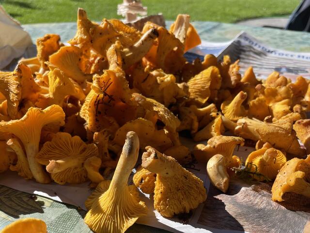 Eierschwammerl: Frisch gesammelt und perfekt gewürzt, bringen diese goldenen Pilze einen herbstlichen Genuss auf den Teller. | Foto: meinbezirk.at
