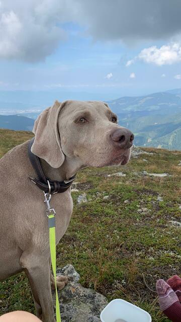 Unsere hübsche Begleitung "Abby". | Foto: Wieser