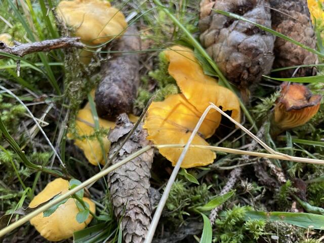 Die Schwammerlsaison hat begonnen und zieht zahlreiche Niederösterreicherinnen und Niederösterreicher in die heimischen Wälder, um die Vielfalt der Pilze zu entdecken. | Foto: meinbezirk.at