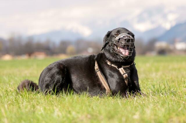 Foto: Tierschutzverein Tirol