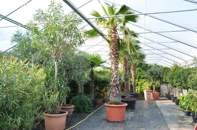 Palmen müssen winterfest gemacht werden. (Symbolfoto) | Foto: Österreichische Blumenwerbung GmbH