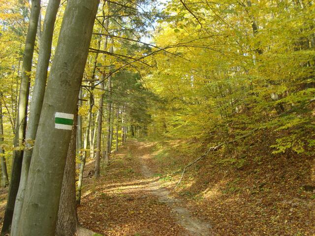 Im Herbstwald bei Eisenberg an der Raab. | Foto: Martin Wurglits