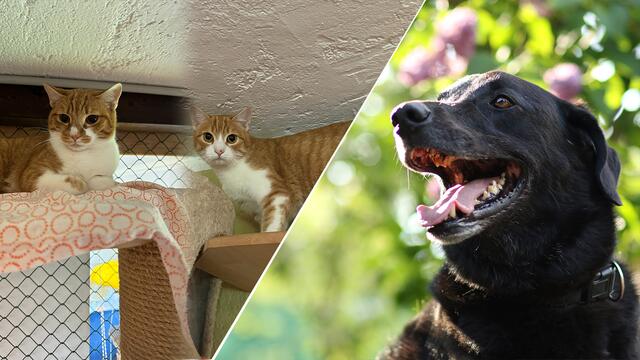 Ivan &amp; Jana sowie Tobi sind auf der Suche nach ihrem Für-Immer-Zuhause | Foto: Tierschutzverein Tirol