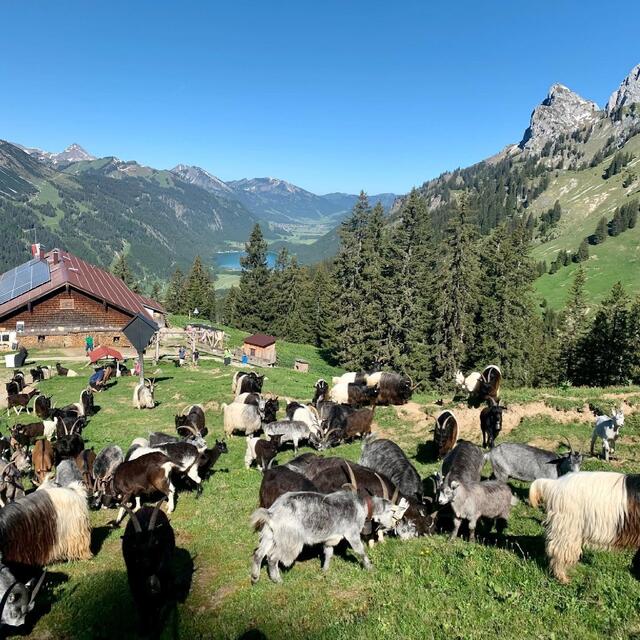 Karin Ried-Weinzierl züchtet Schafe und Ziegen. Den Sommer verbringen die Tiere auf der Schneetalalm. Im Hintergrund sieht man den Haldensee. | Foto: Archiv