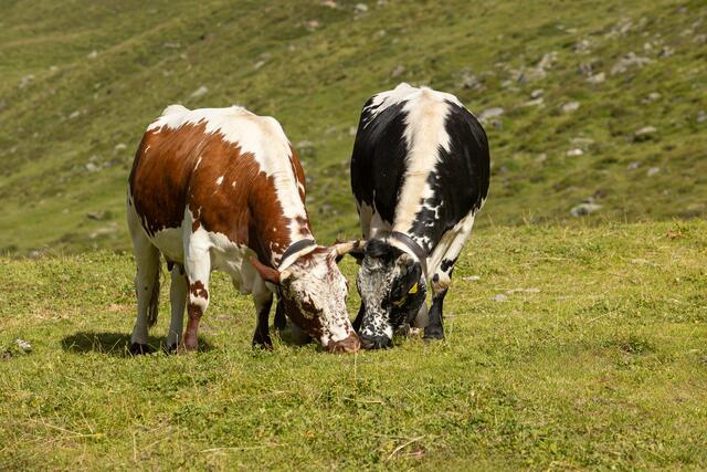 Für viele die schönste Rasse – rote und schwarze Pustertaler Sprinzen auf der Arztalalm von Familie Mair in Ellbögen auf 2.000 Meter Seehöhe. | Foto: bildlmacher.at