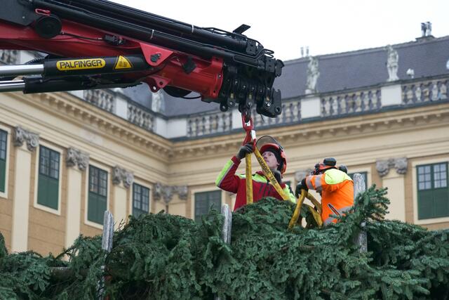 Keine "leichte" Arbeit war das Aufstellen der riesigen Tanne.  | Foto: Max Spitzauer