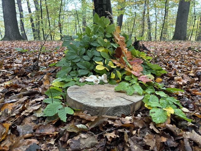 Im Waldfriedhof Feilerhöh sind bis jetzt ungefähr 850 Menschen bestattet worden. | Foto: Nina Taurok
