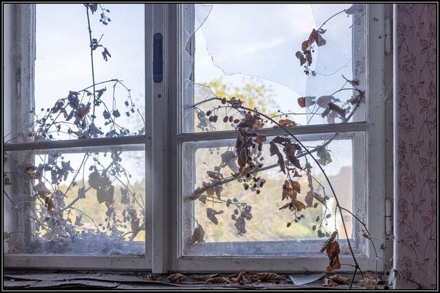 Die Natur holt sich das Geisterhaus zurück 
