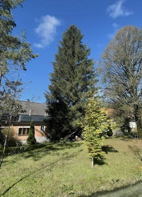 Der Christbaum für den 50. Salzburger Christkindlmarkt am Dom- und Residenzplatz steht in Ebenau.  | Foto: christkindlmarkt.co.at