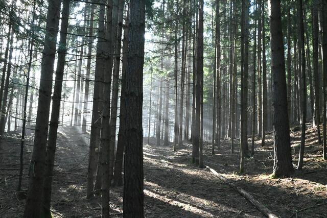 Dann gehe ich aber doch den Wanderweg durch den Wald und erlebe ein imposantes Naturschauspiel