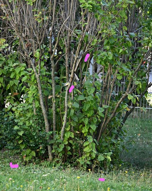 Bild 1: Auflösung zum Rätselbild Nr. 7 hier 

https://www.meinbezirk.at/waehring/imagepost/-bildraetsel-nr-7-herbstlicher-fliederstrauch-mit-vier-kohlmeisen_i740747
 | Foto: Zuzana Kobesova 2024