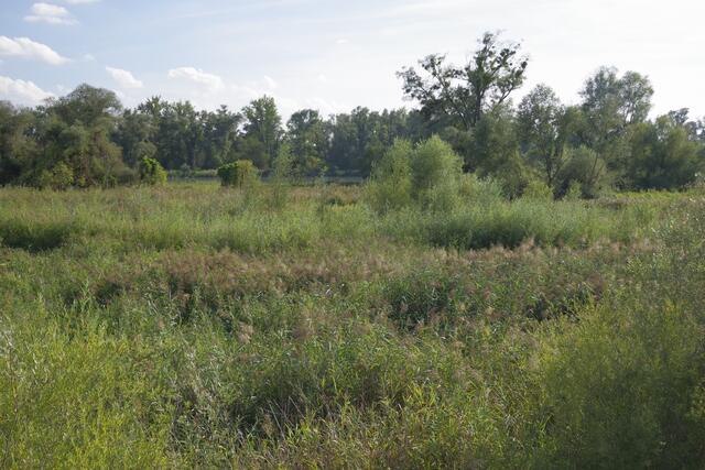 Die Aufhausener Lacke ist großteils verlandet. | Foto: Verbund