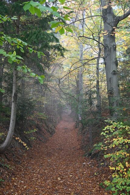 Der Wanderweg durch den Wald hinauf
