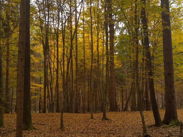 Ist es nicht wunderschön, wenn die Farben so leuchten?