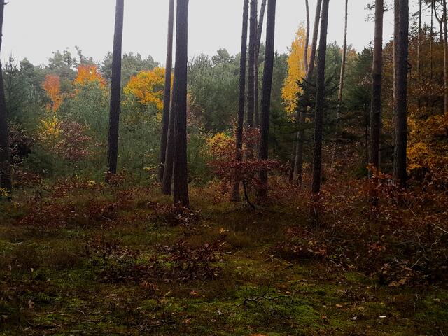 Auch im Wald zeigt sich das Thema Vergänglichkeit, aber auch das Leuchten und Strahlen