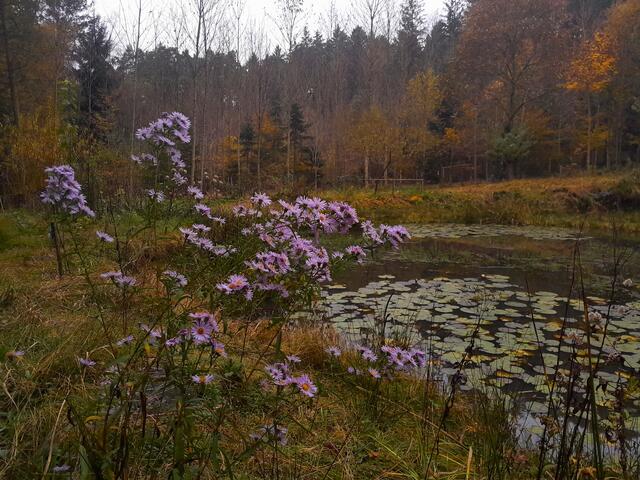 seh ich den nächsten Teich. Wem auch immer er gehört, hier merke ich, dass mit großer Achtsamkeit der Natur begegnet wird.