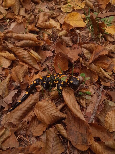 Und noch ein Salamander, alle gut genährt und recht flink unterwegs.