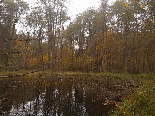 Am Waldteich mit Spiegelung spaziere ich vorbei, werfe einen