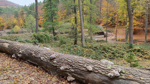 Man sieht schon die Leopold Mühle und den Lenauteich... | Foto: I.Wozonig