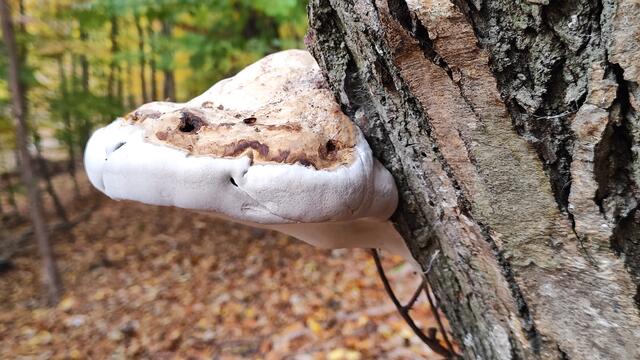 Ein schöner Baumpilz... | Foto: I.Wozonig