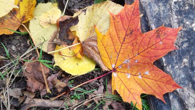 Der Herbstboden ist von einem bunten Blätterteppich bedeckt... | Foto: I.Wozonig