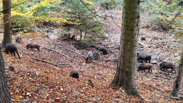 Die freilaufenden Tiere sind an Besucher gewöhnt, aber Vorsicht ist dennoch angebracht... | Foto: I.Wozonig