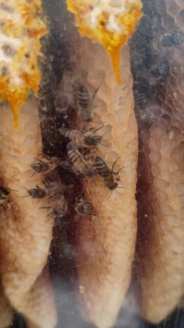 Fleißig wird an den Waben gearbeitet... | Foto: I.Wozonig