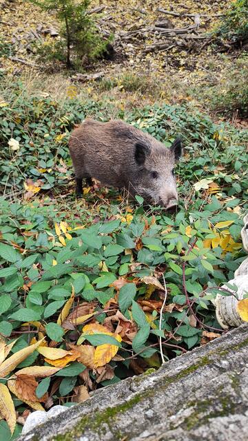 Hallo, und Mahlzeit! | Foto: I.Wozonig