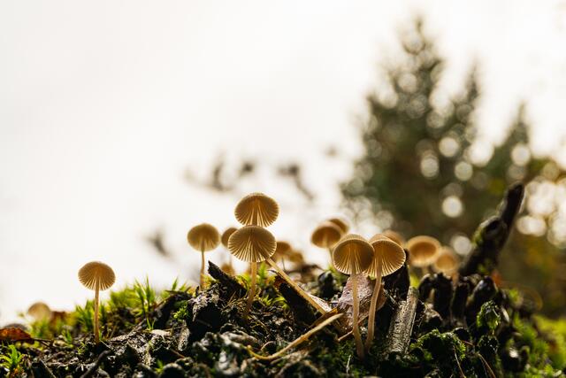 In der Herbstsonne | Foto: Silvia Lieder-Kleinschmid