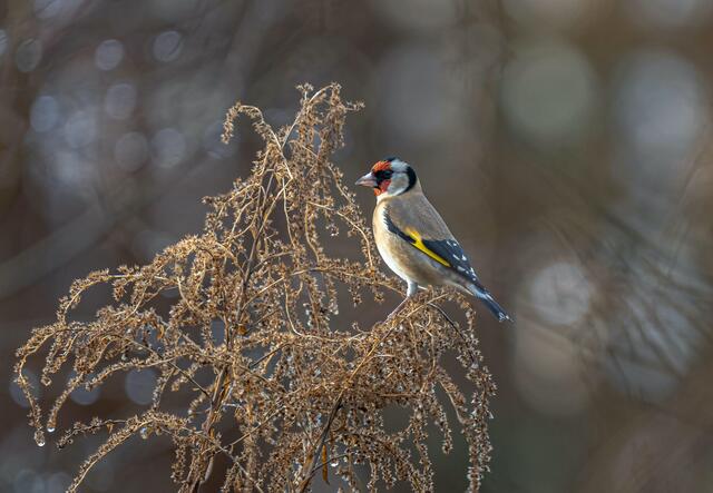 Foto: Doris Rehling