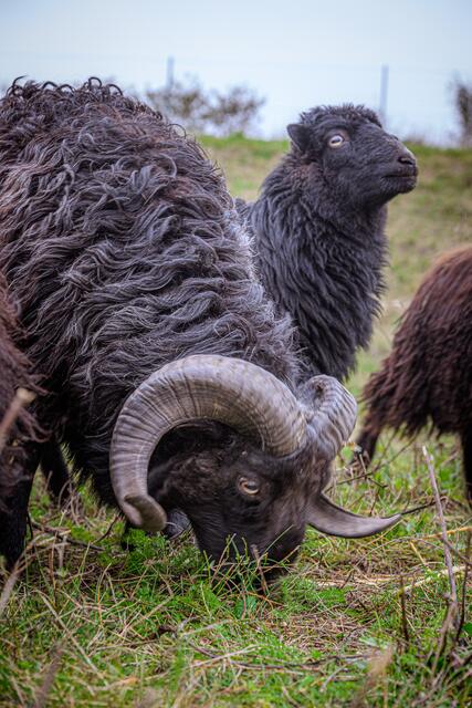 Im Dienste der Stadt Wels: Tiergartenschafe werden zum "Mäh"-Einsatz herangezogen und sogen für einen gepflegten Rasen am hiesigen Asfinag-Gelände. | Foto: Stadt Wels