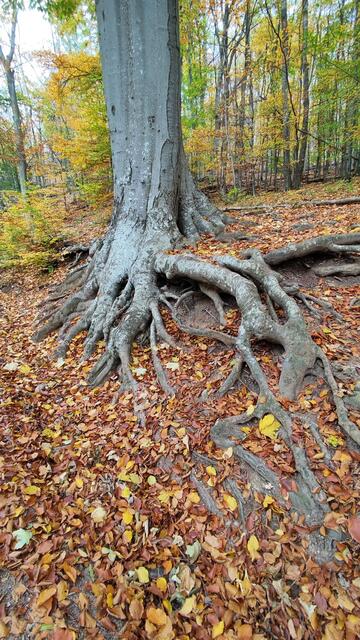 Mich faszinieren die Wurzelgebilde immer wieder... | Foto: I.Wozonig