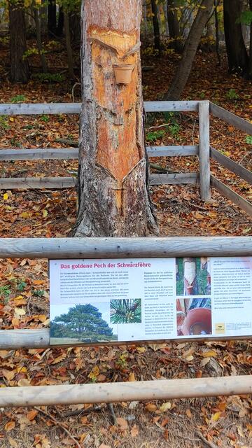 Auch die Pechgewinnung wird gezeigt...