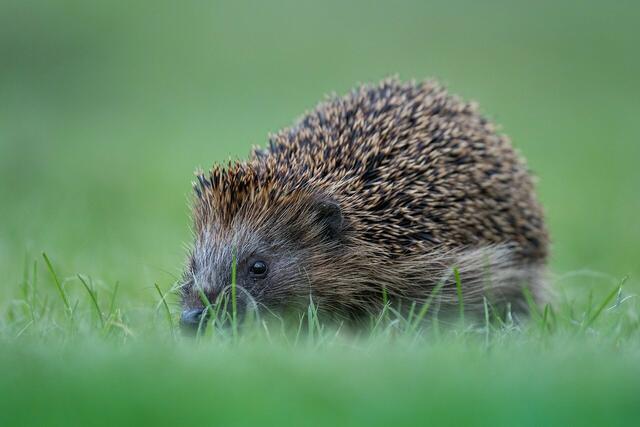 Der westeuropäische Igel findet sich nun erstmals auf der Roten Liste und gilt als "potenziell bedroht". | Foto: Pixabay