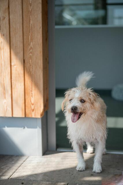 Max bewegt sich gerne und hat einen ausgeprägten Spieltrieb.  | Foto: Tierheim Pinzgau