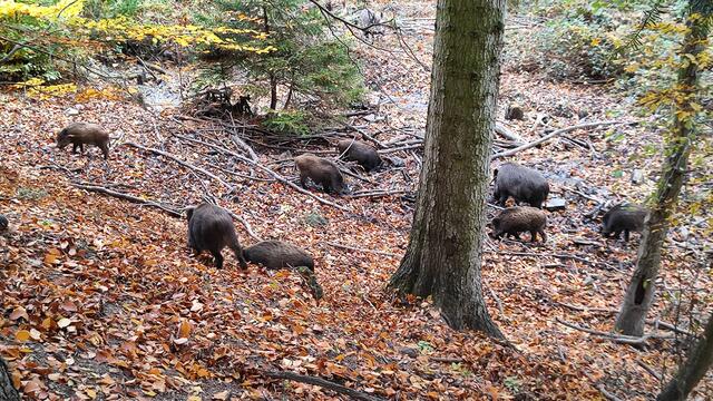 Gleich nach dem Eingang können wir eine Wildschweinrotte beobachten... | Foto: I.Wozonig