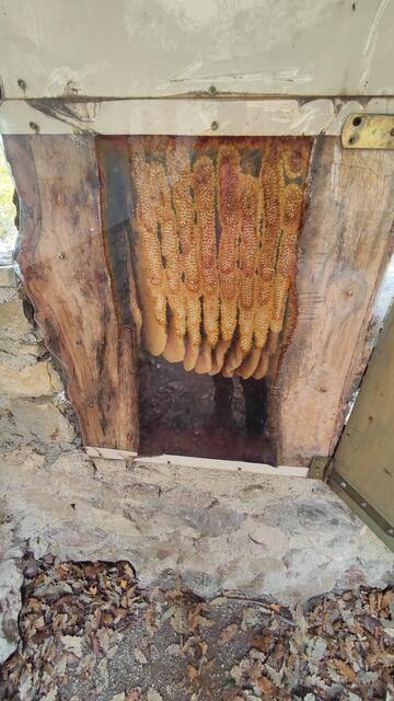 Durch eine Glasscheibe kann man das Treiben in einem Bienenstock beobachten! | Foto: I.Wozonig