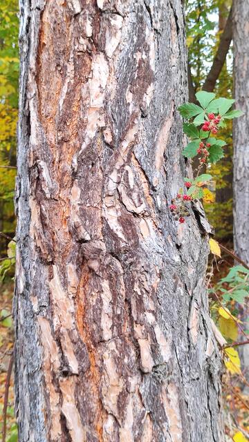 Späte Brombeeren... | Foto: I.Wozonig