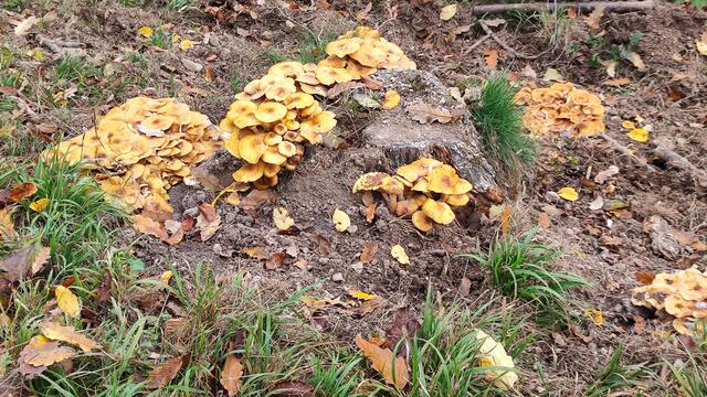 Allerhand Herbstpilze besiedeln das Totholz... | Foto: I.Wozonig
