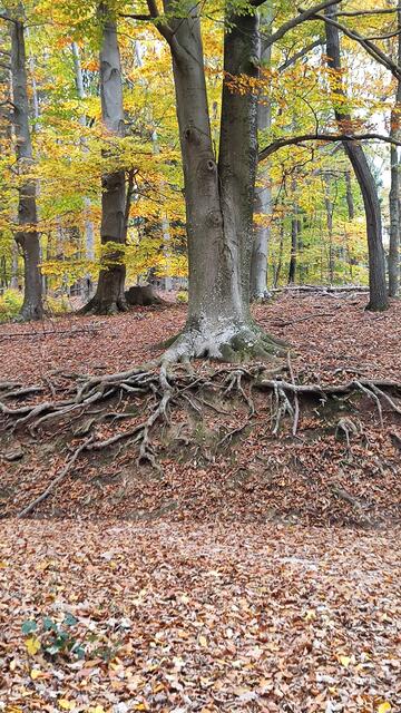 Eindrucksvolle Bäume säumen den Weg... | Foto: I.Wozonig