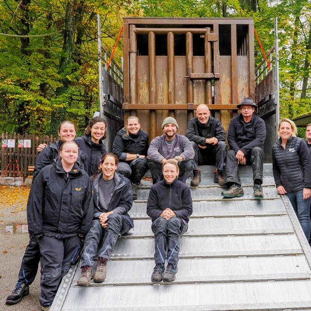 Auf den Tag von Tamikas Abreise hatten die Mitarbeiterinnen und Mitarbeiter des Zoo Salzburg bereits seit Wochen hingearbeitet. Nun hieß es Abschied nehmen. | Foto: Zoo Salzburg