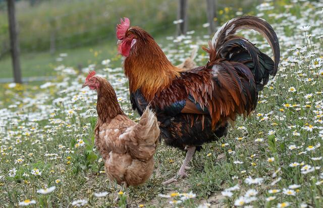In Perchtoldsdorf sorgt ein bizarrer Streit unter Nachbarn für Aufsehen. Der Grund: das zu laute Krähen eines Hahns. | Foto: Gerhard Pulsinger